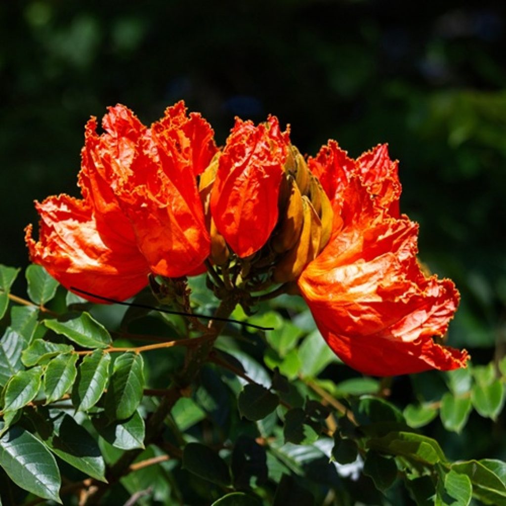 Help stop African tulip