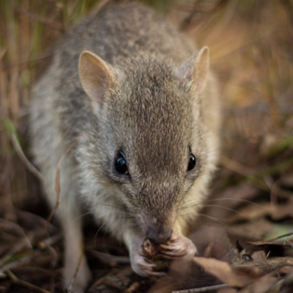 Northern bettong road strikes