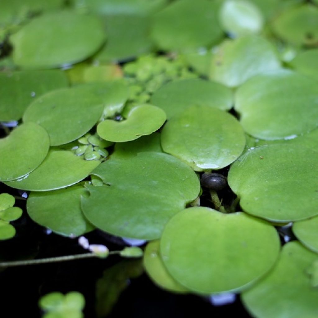 Know Your Weeds: Amazon Frogbit