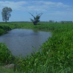 aquatic weeds