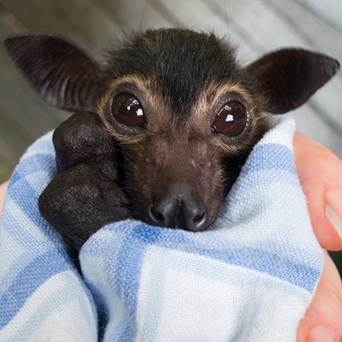 baby spectacled flying fox