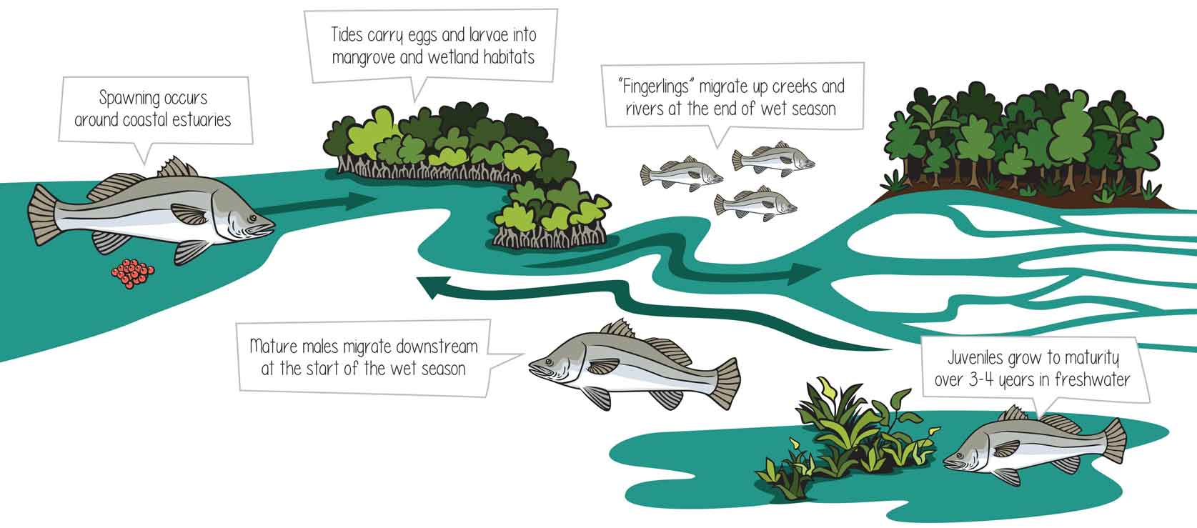 Illustration of a barramundi life cycle