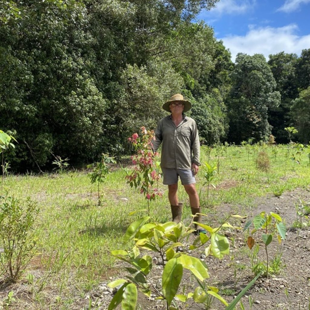 Restoring upland rainforest