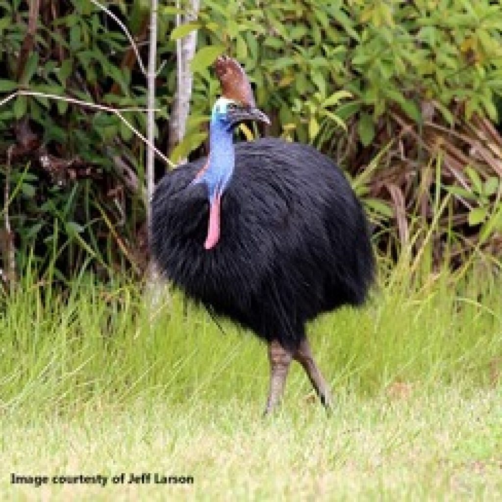 Grants for Cassowary, Mabi Forest projects