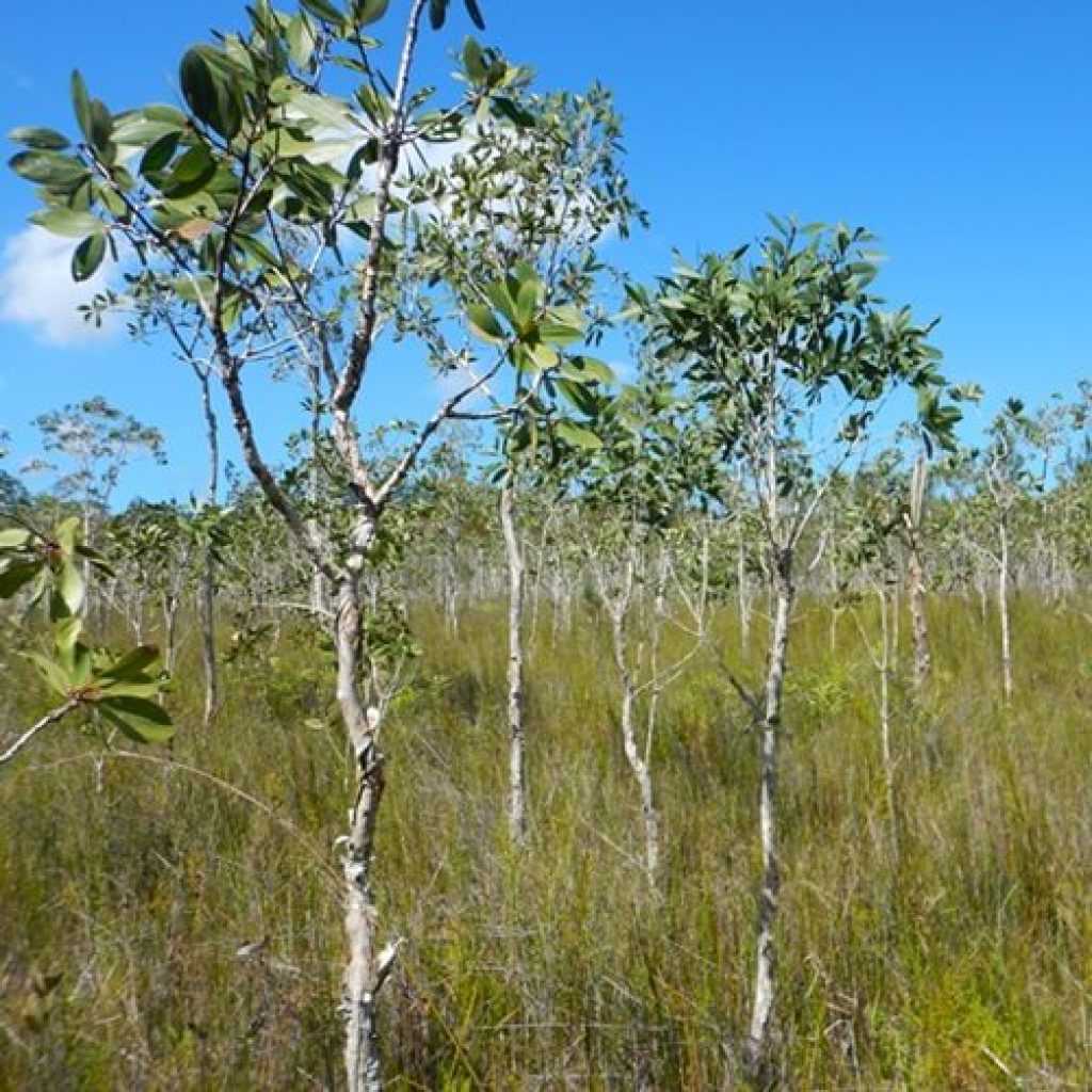 Broad Leaf Tea-Tree Woodlands