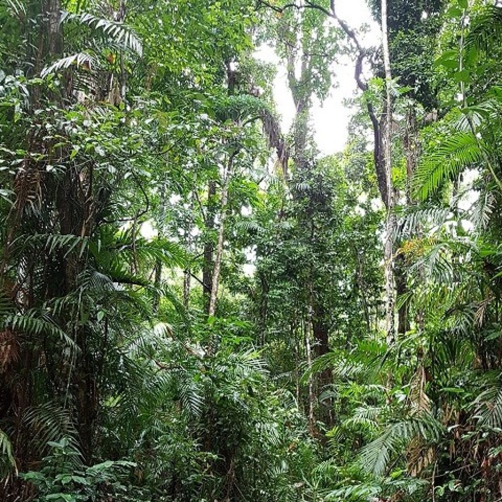 Cape Tribulation Research Station