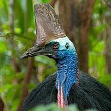 cassowary head