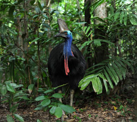 Southern Cassowary