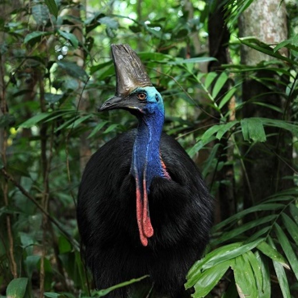 Cassowary Credits Scheme Field Testing