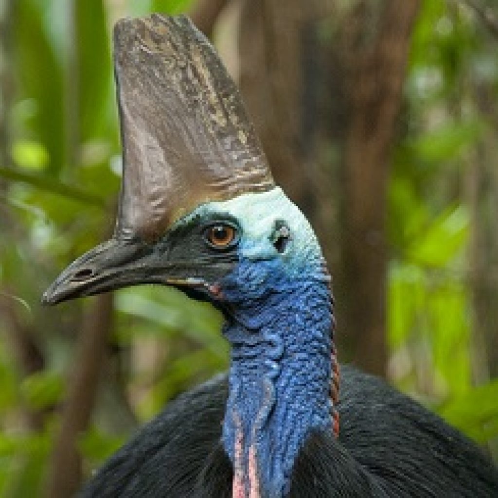 Cassowary Credits Scheme