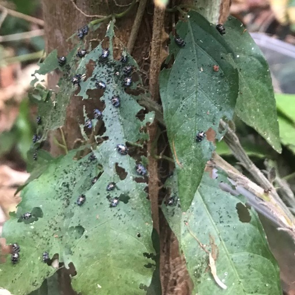 Fighting cat’s claw creeper