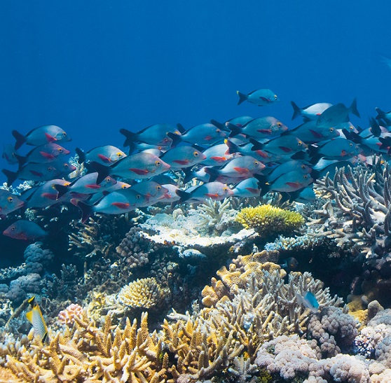 great barrier reef