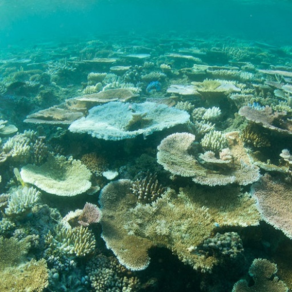 Reef Credits