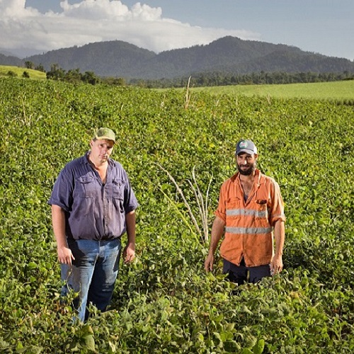 fallow crops