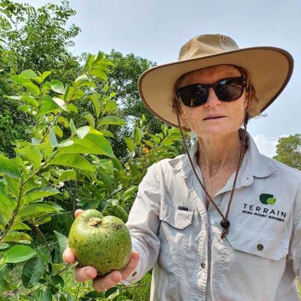 Pond apple control