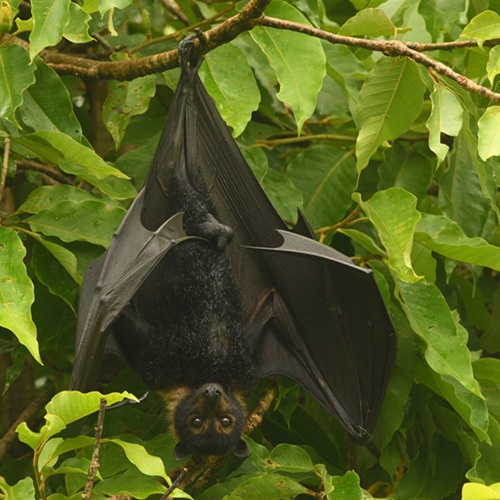 spectacled flying-fox male