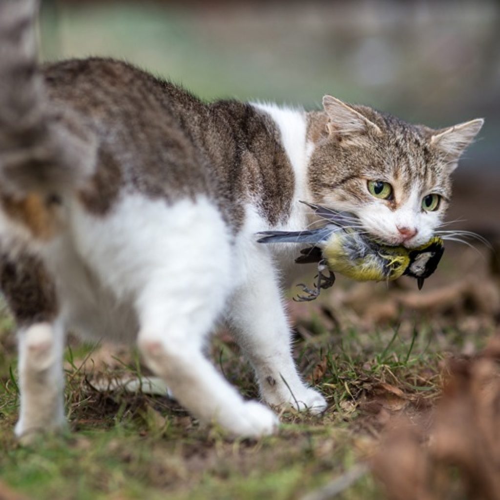 Cat Management