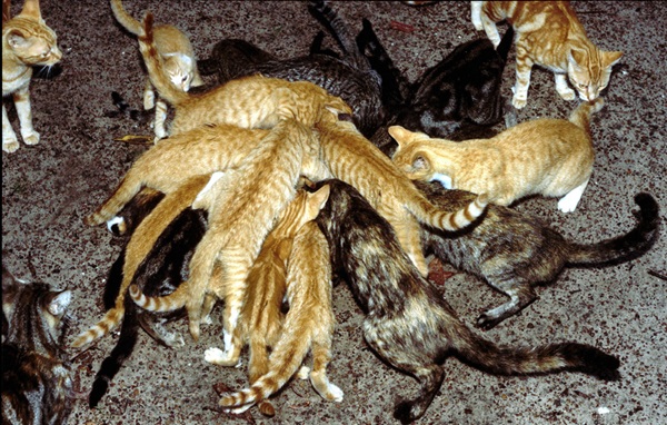 feral cats
