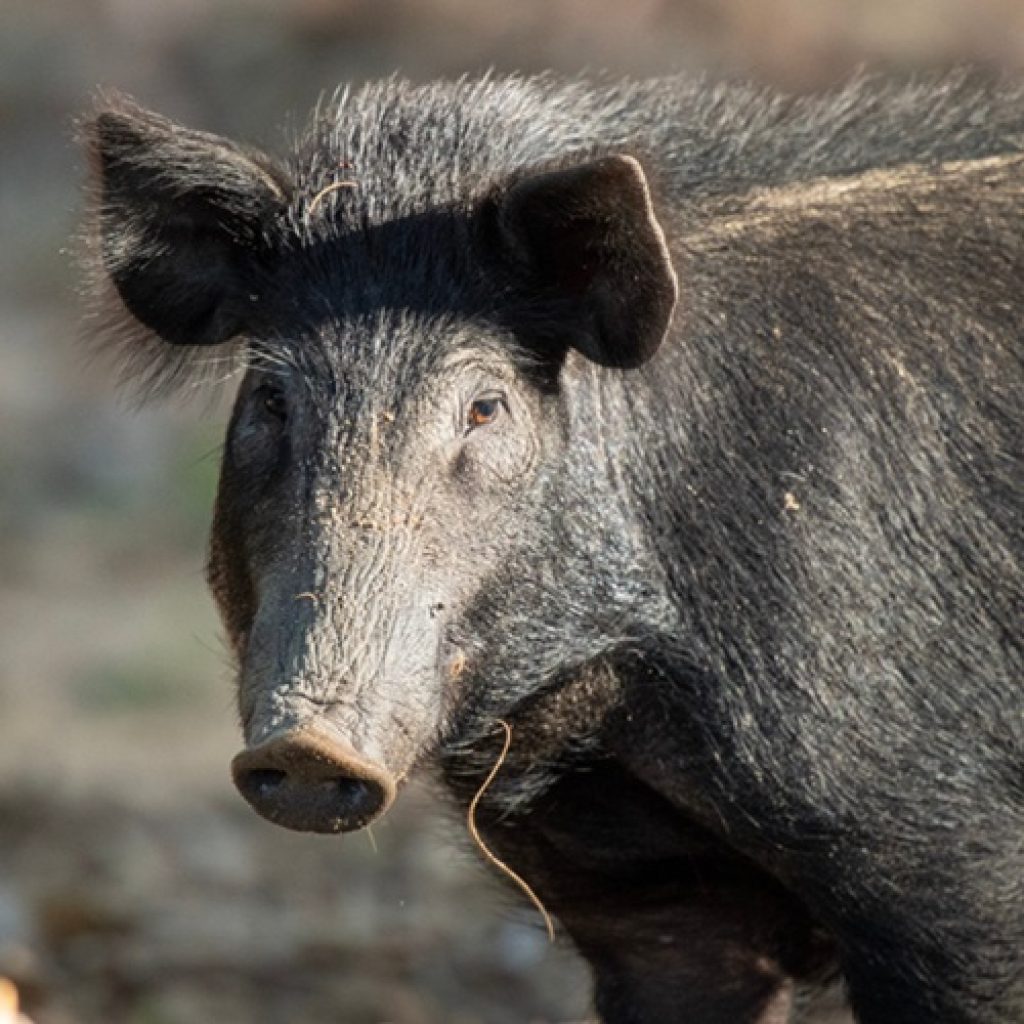 Feral pigs