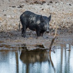 feral pig