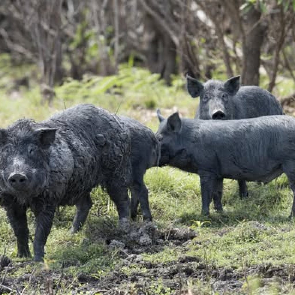 Feral Pig Control