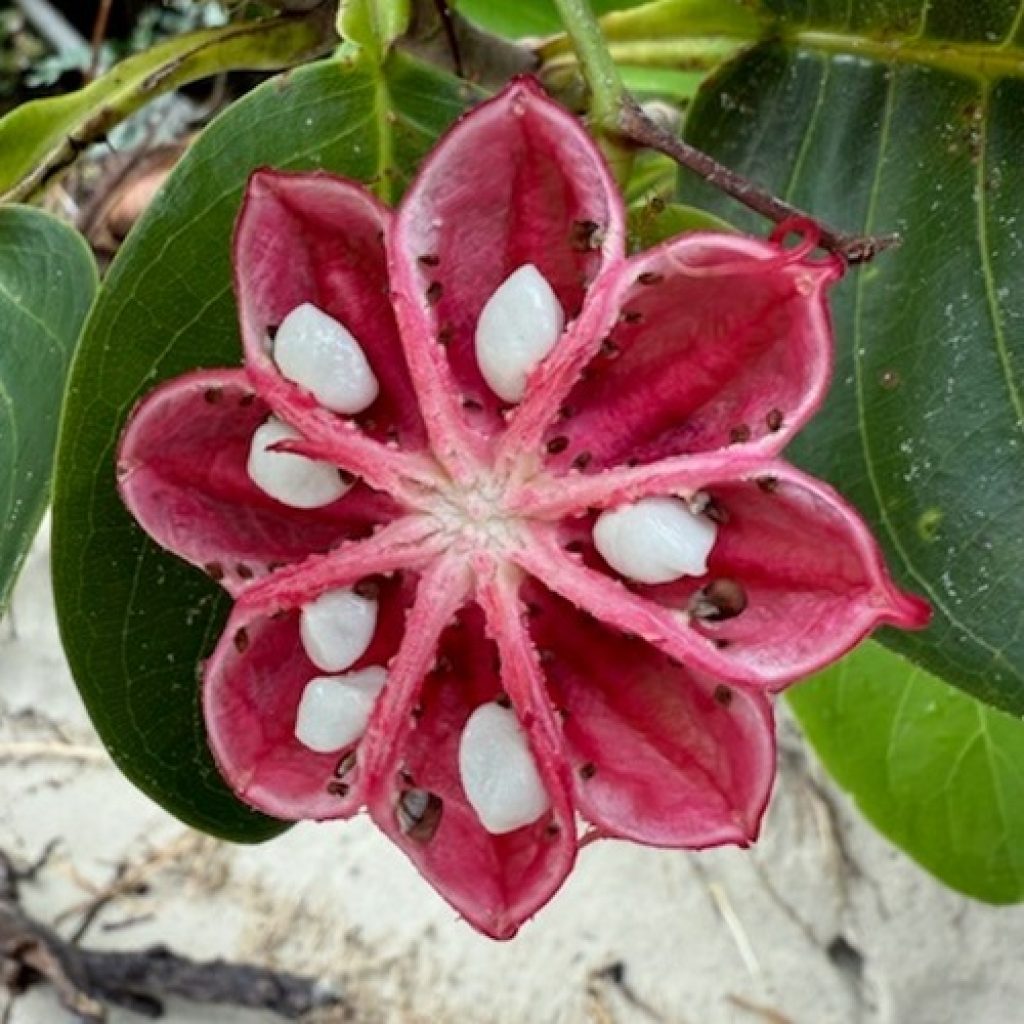 Littoral Rainforest