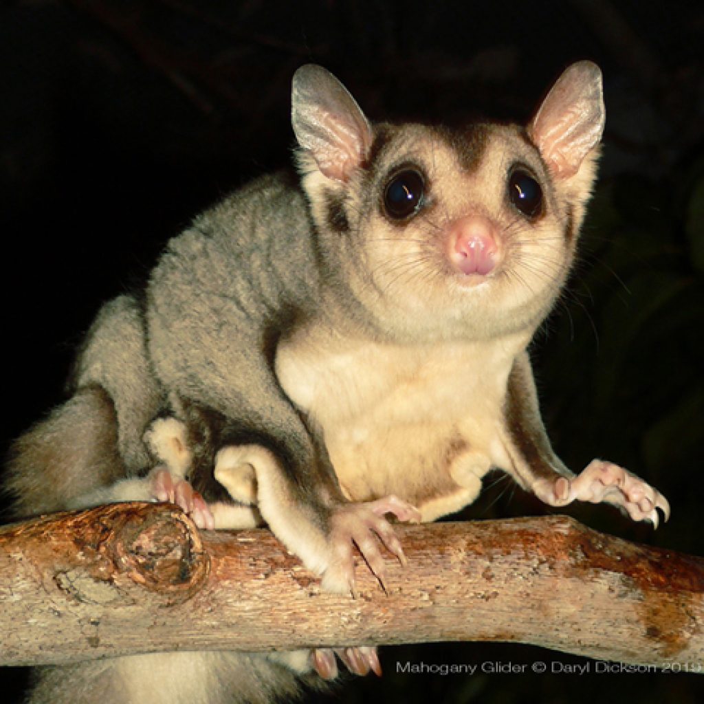 Mahogany gliders on camera