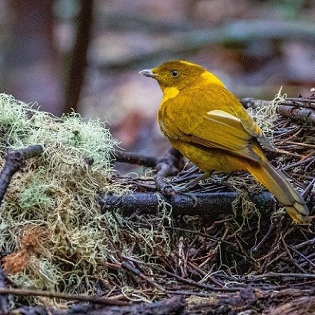 Bowerbird monitoring