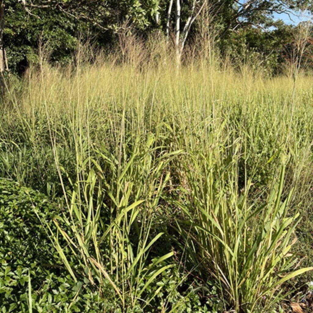 Know Your Weeds: High Biomass Grasses