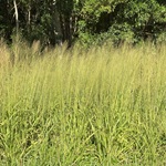 high biomass grasses
