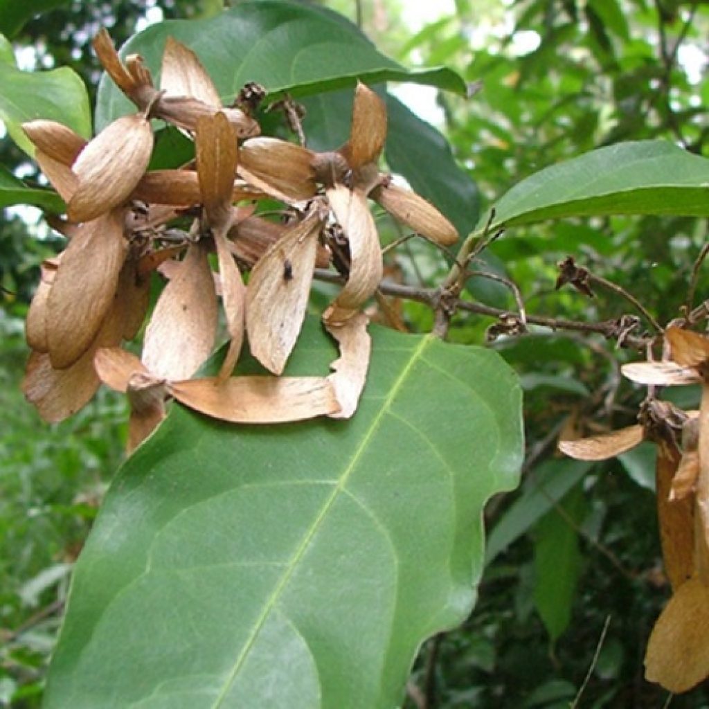 Know Your Weeds: Hiptage Vine