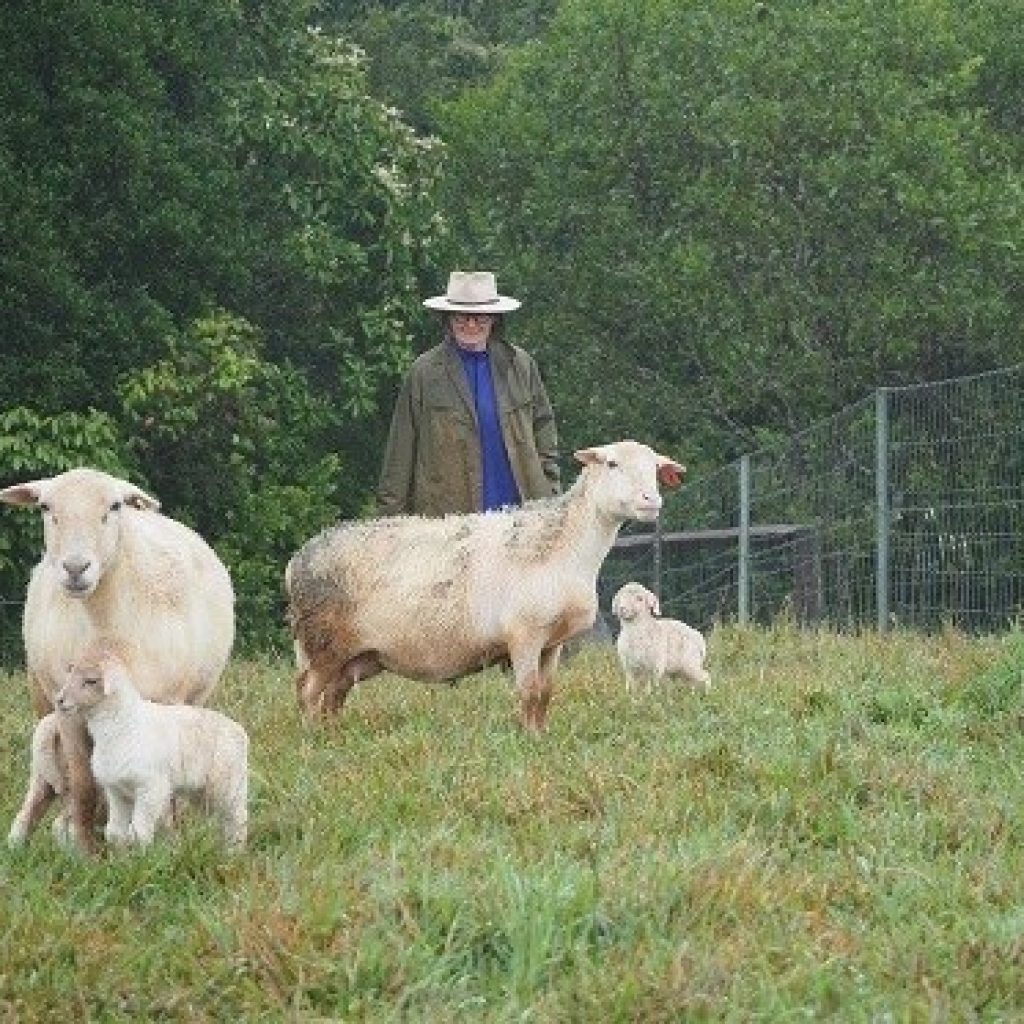 Improving soil and sheep health
