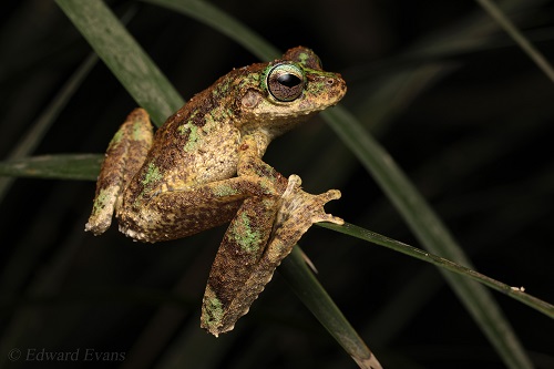 Kuranda tree frog