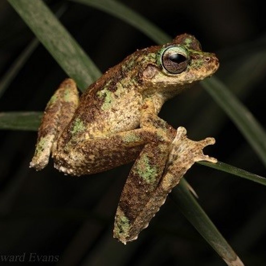 Leaping into action for frogs