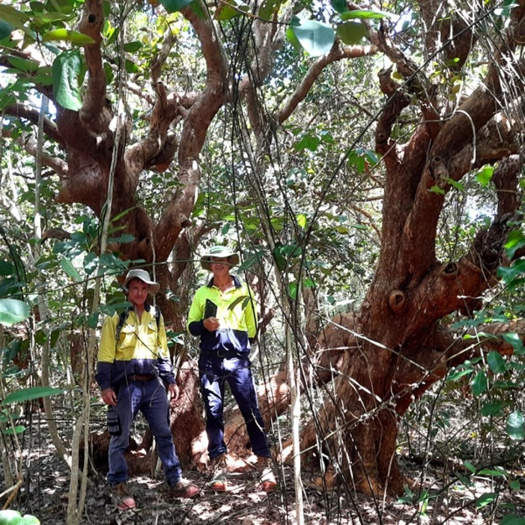 Weed blitz in littoral rainforest