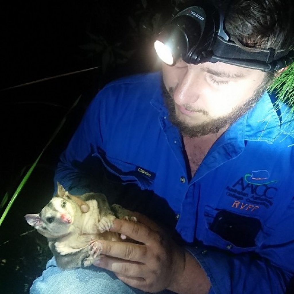 Mahogany glider monitoring