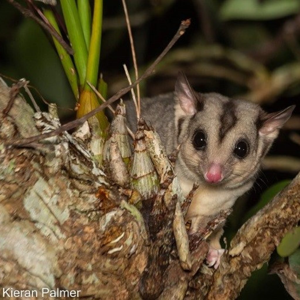 Saving endangered mahogany gliders