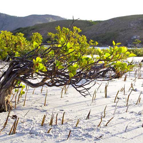 Mangroves