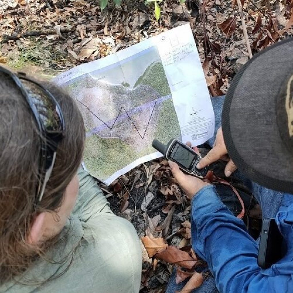Mahogany glider survey