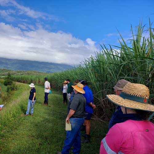 Growers looking at cane drain