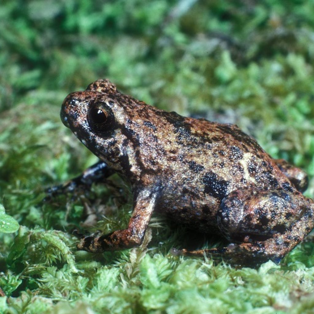 Saving an endangered frog