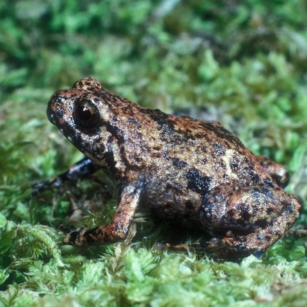 Helping a rare frog