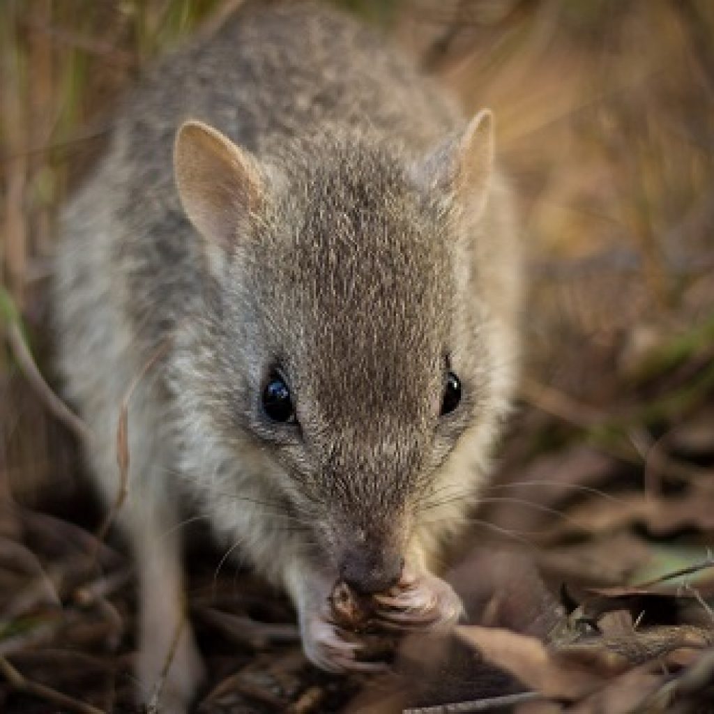 New bettong project
