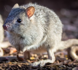 Northern Bettong