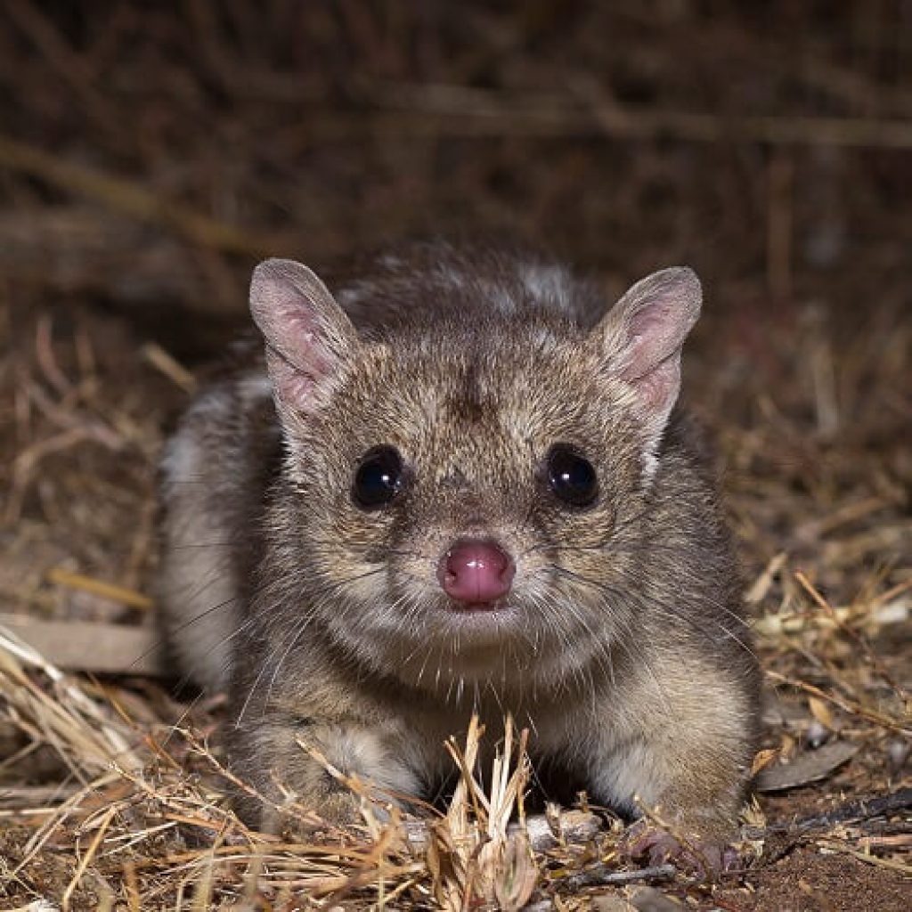 Dens for Endangered Northern Quolls