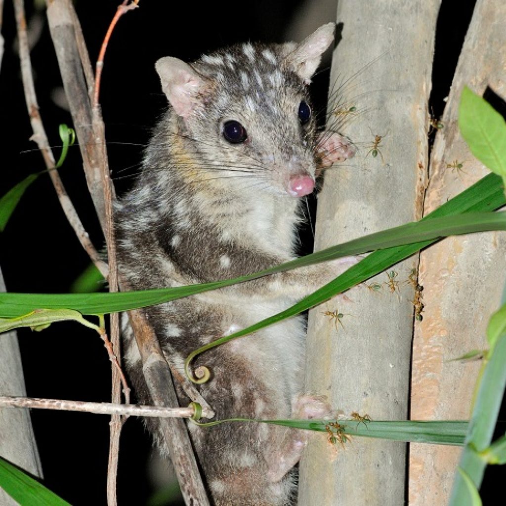 Helping the endangered Northern Quoll