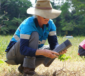 Planting a native tree seedling