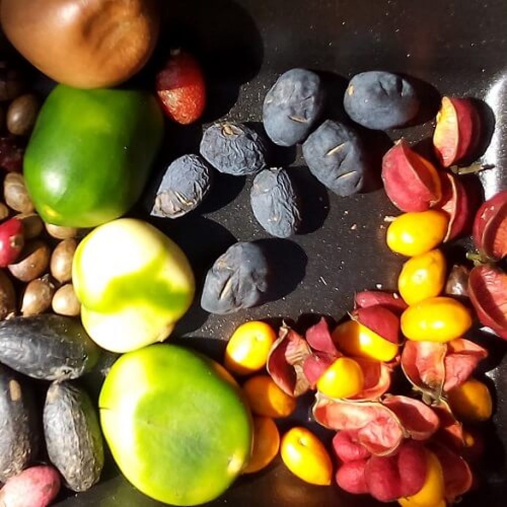 Seeding Rainforests