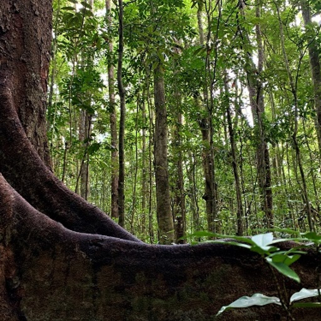Forest Restoration: Opinion Piece