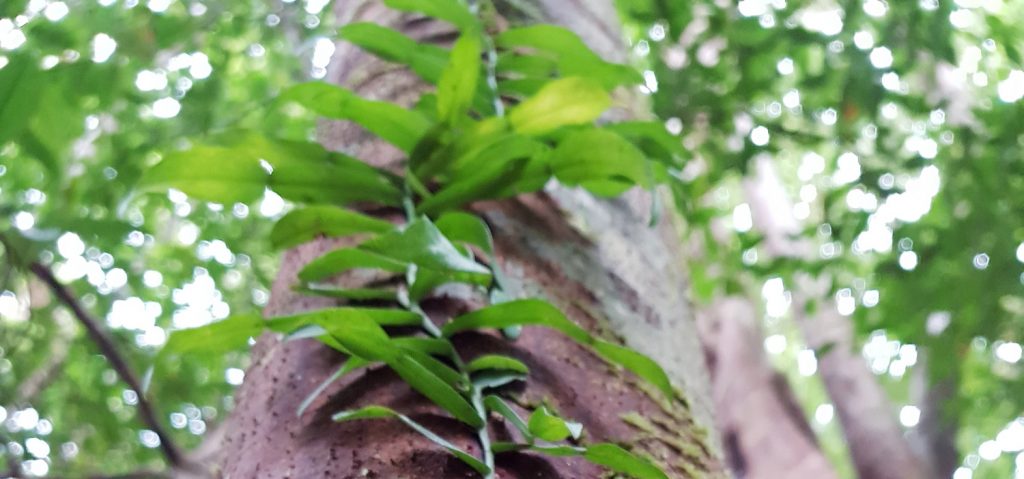 Rainforest Recovery Network forms